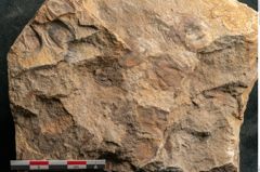 Foto (Detailansicht) von Cyclocarpus sp.  (NHMW-GEO-2024-0188-11159)
